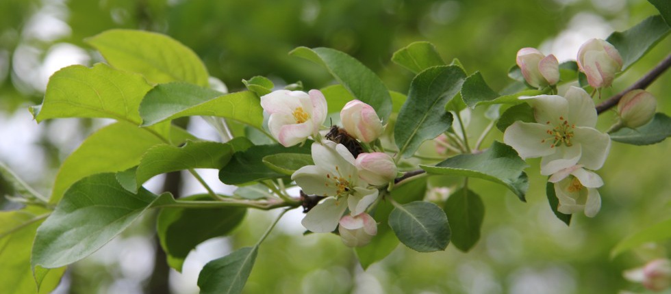 Цветки яблони и пчела