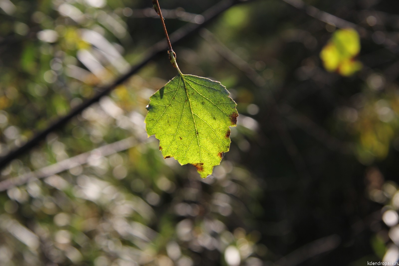 Береза повислая листья
