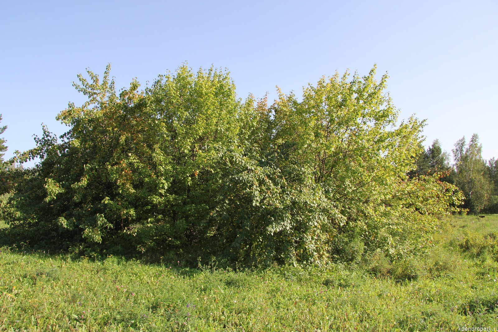 Груша уссурийская крона осень (до расцвечивания с плодами)