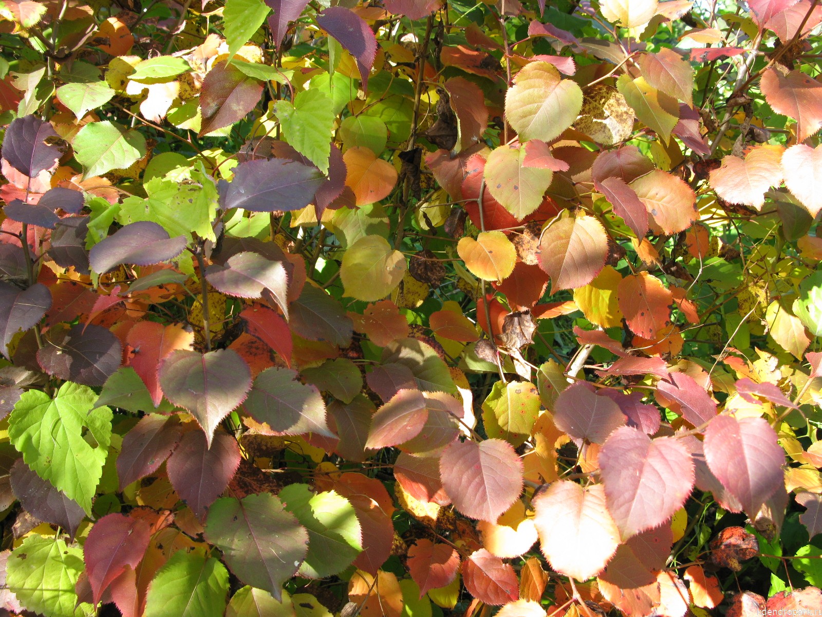 Груша уссурийская листья осенью
