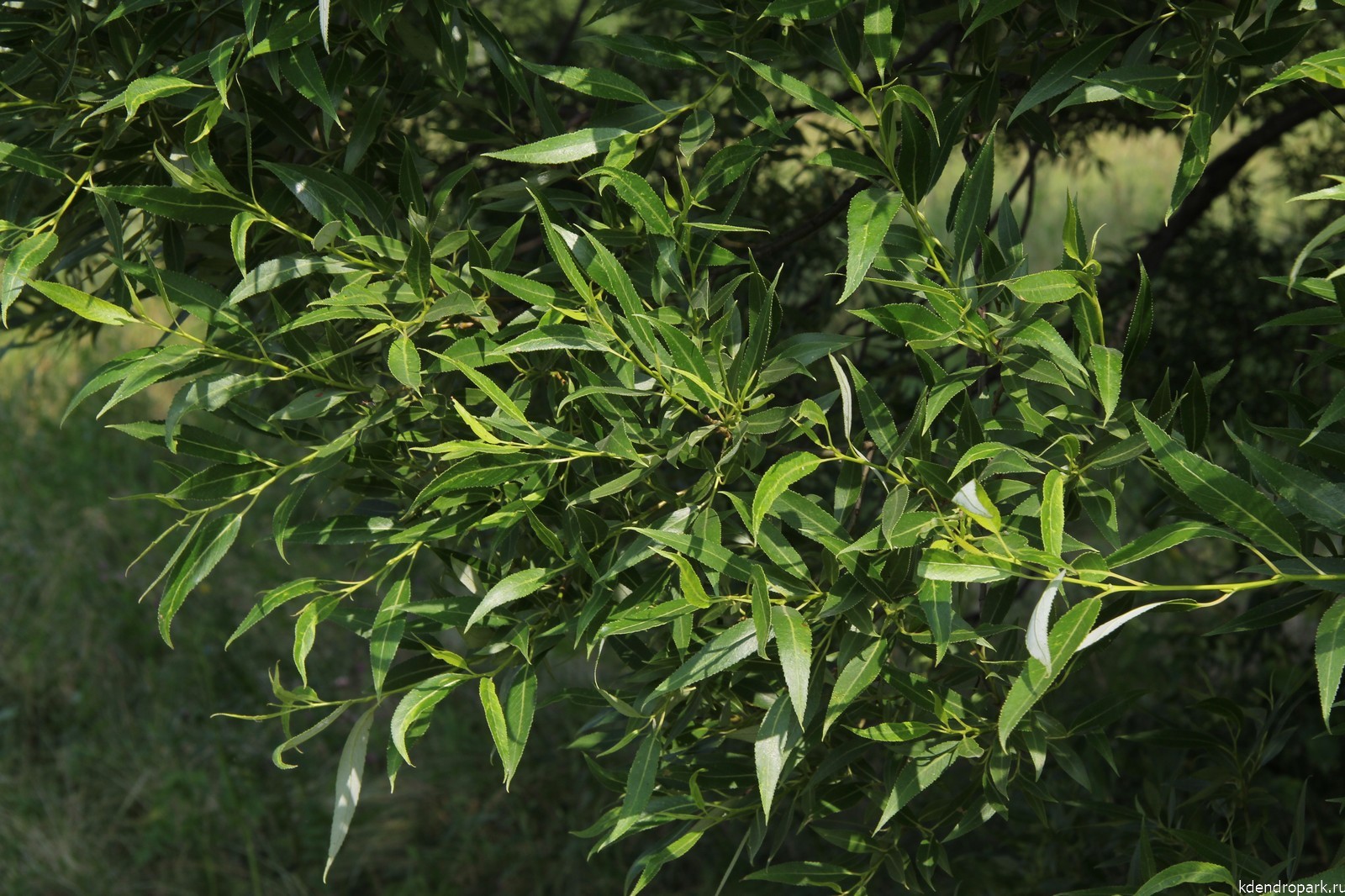 Ива ломкая ф. шаровидная листья