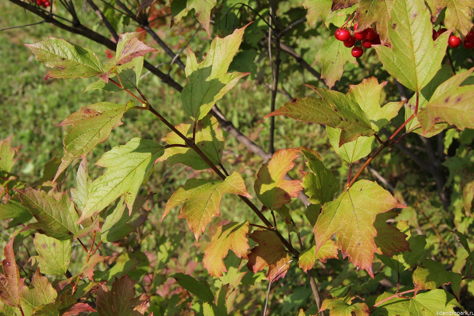 Калина обыкновенная листья осень