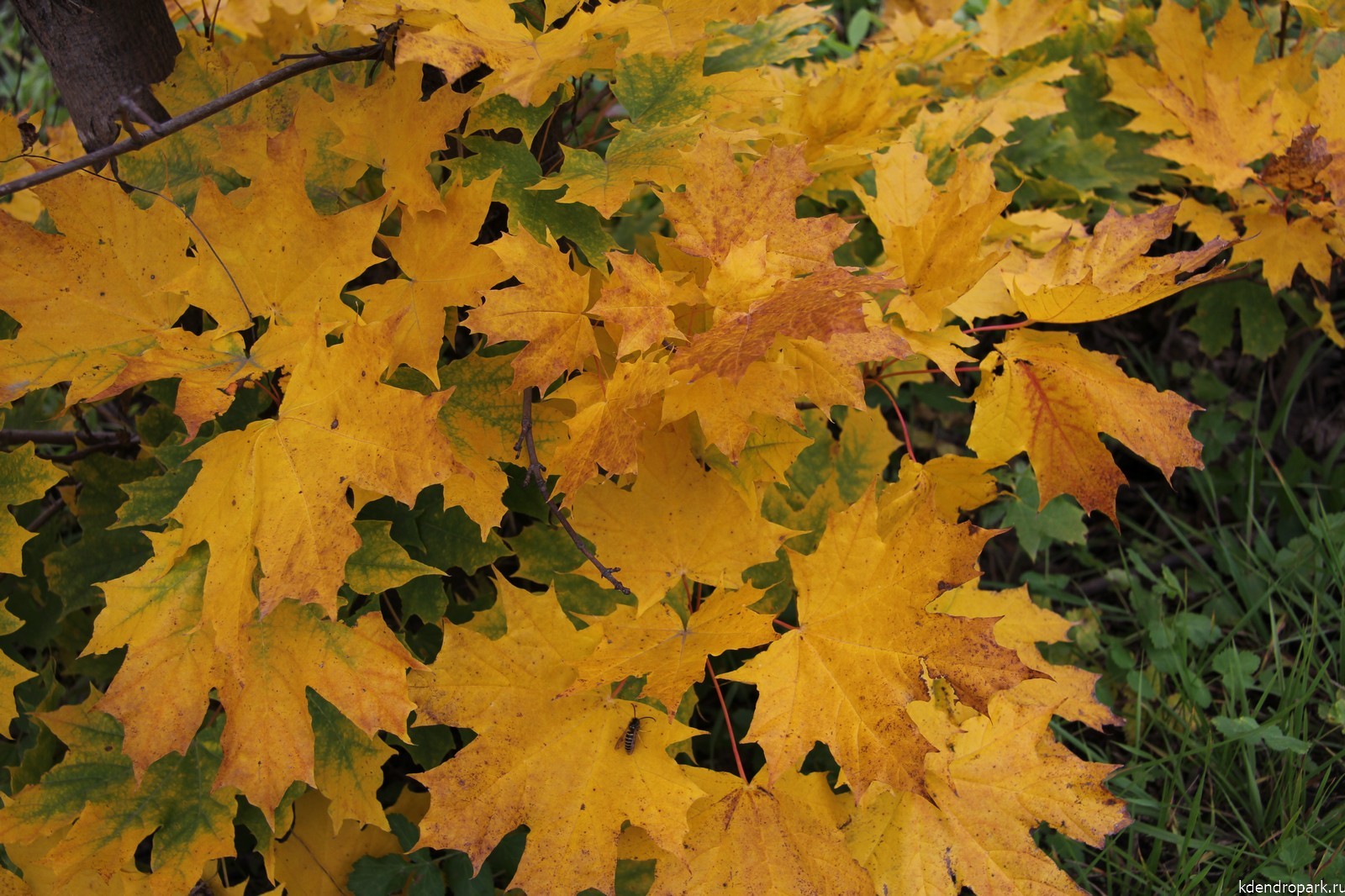 Клен остролистный листья осень