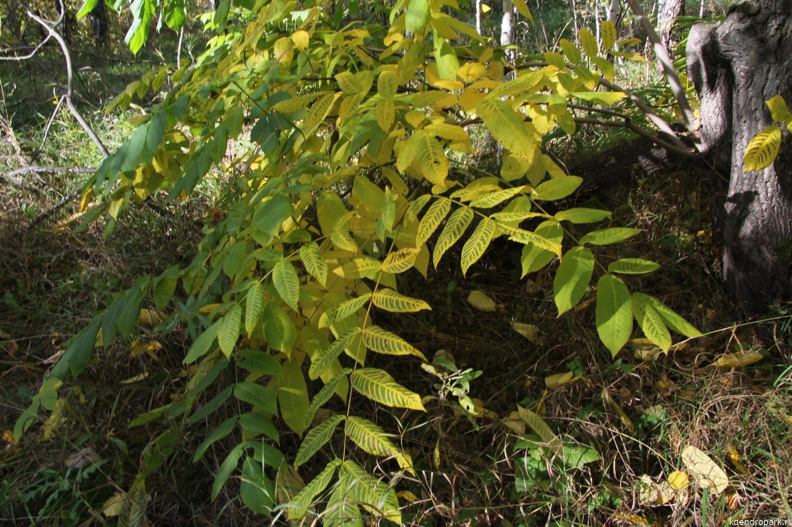 Орех маньчжурский листья