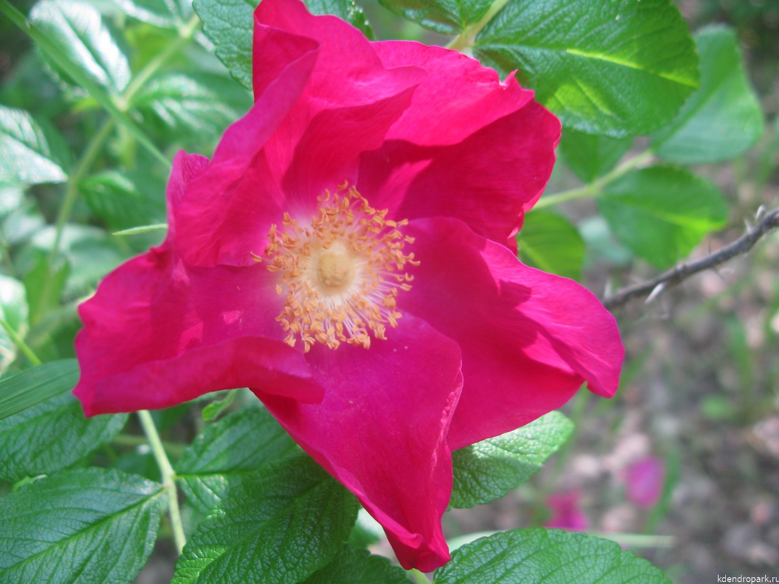 Роза морщинистая цветение