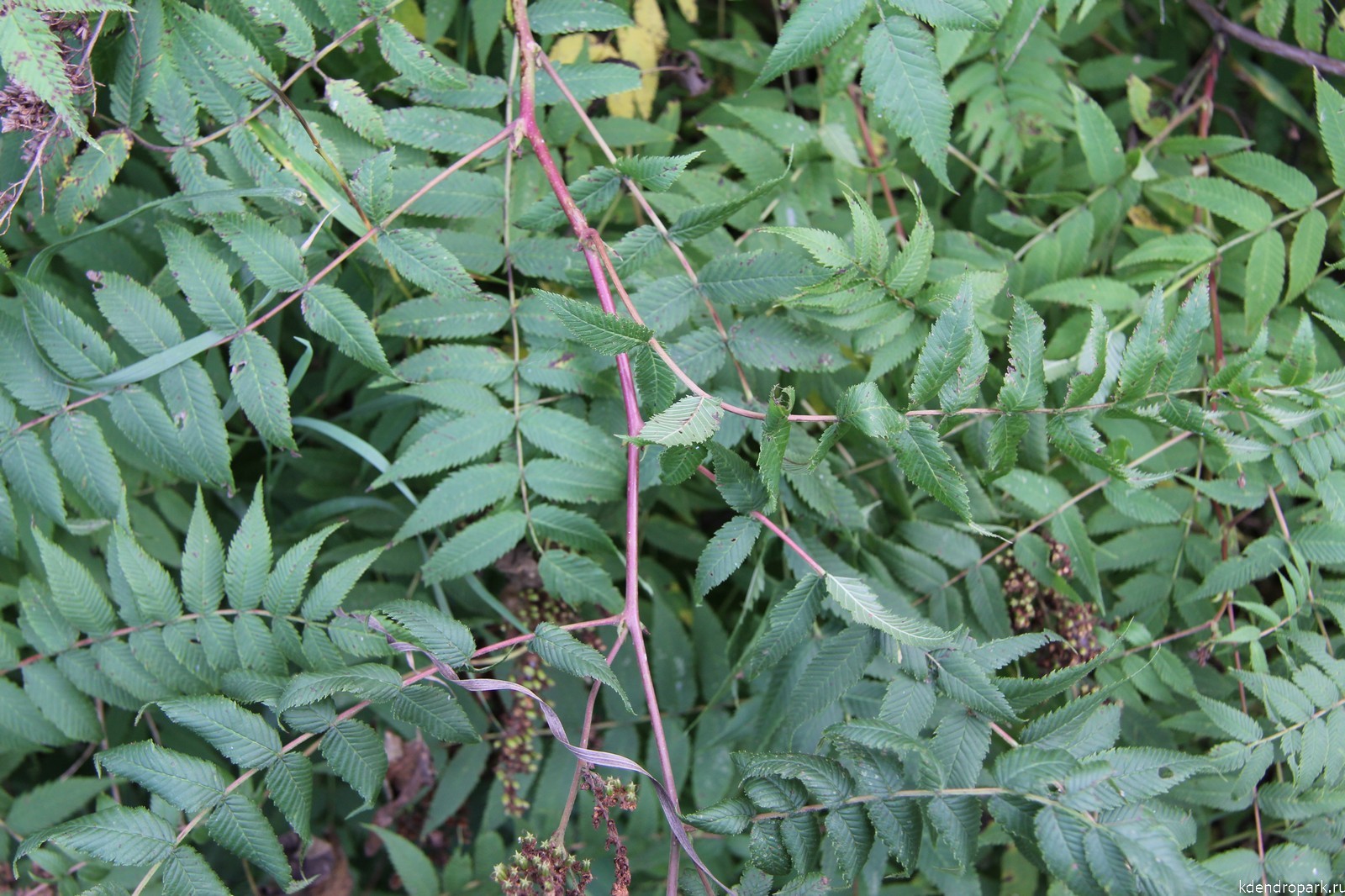 Рябинник рябинолистный листья осень (без расцвечивания)