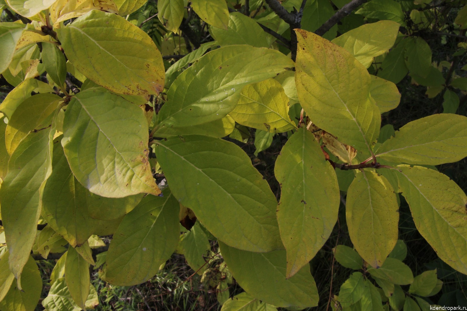 Сирень венгерская листья