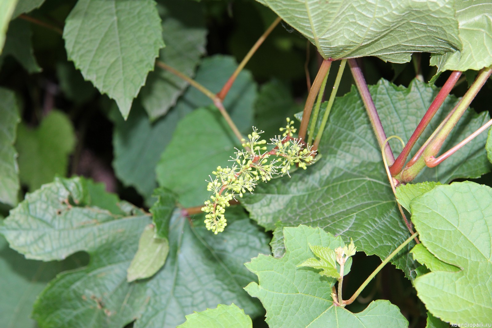 Виноград амурский цветение 