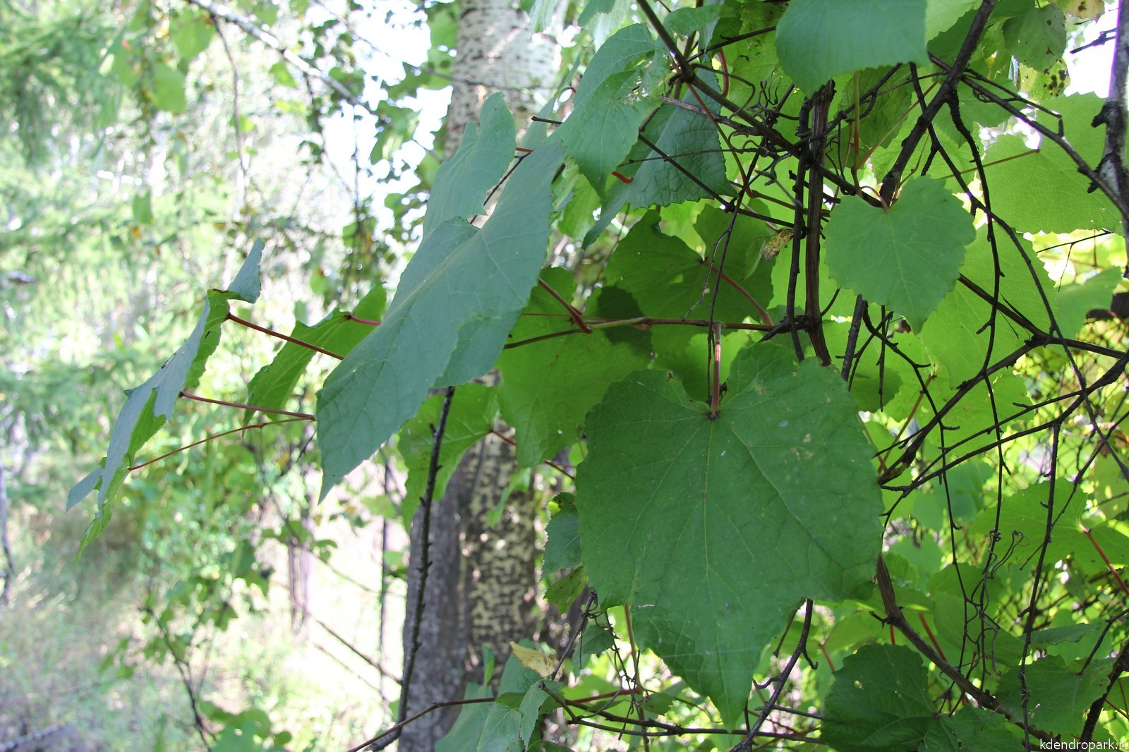 Виноград амурский листья