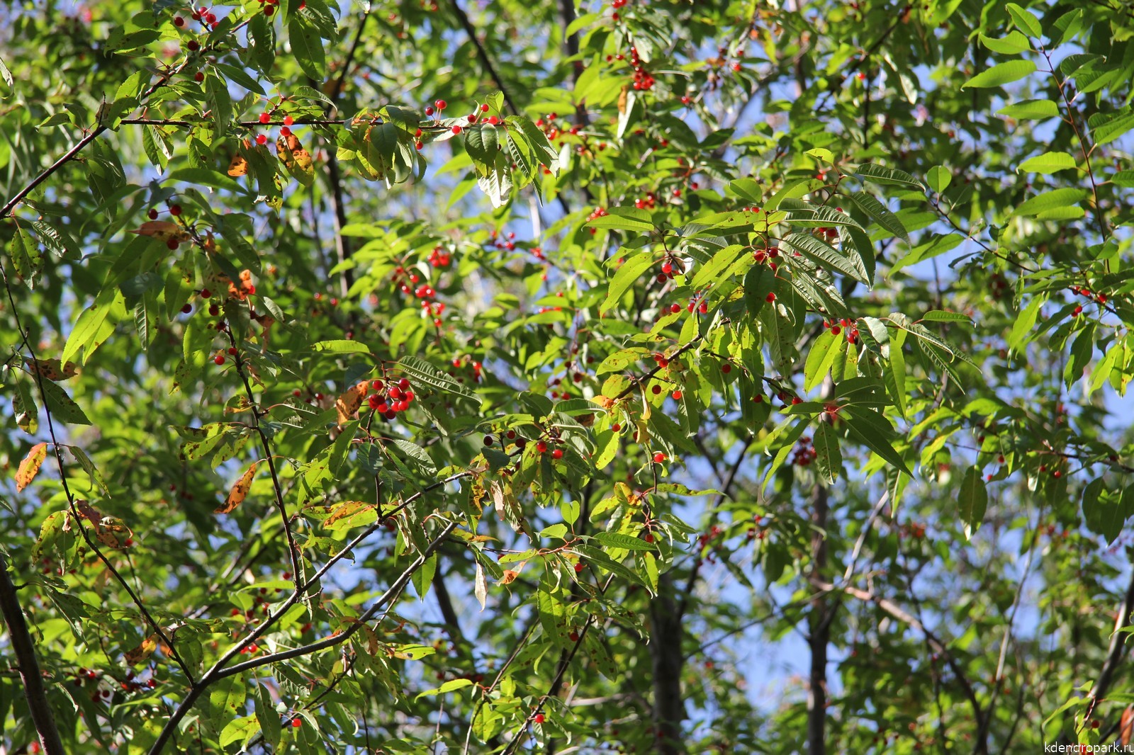 Вишня пенсильванская листья средняя дистанция