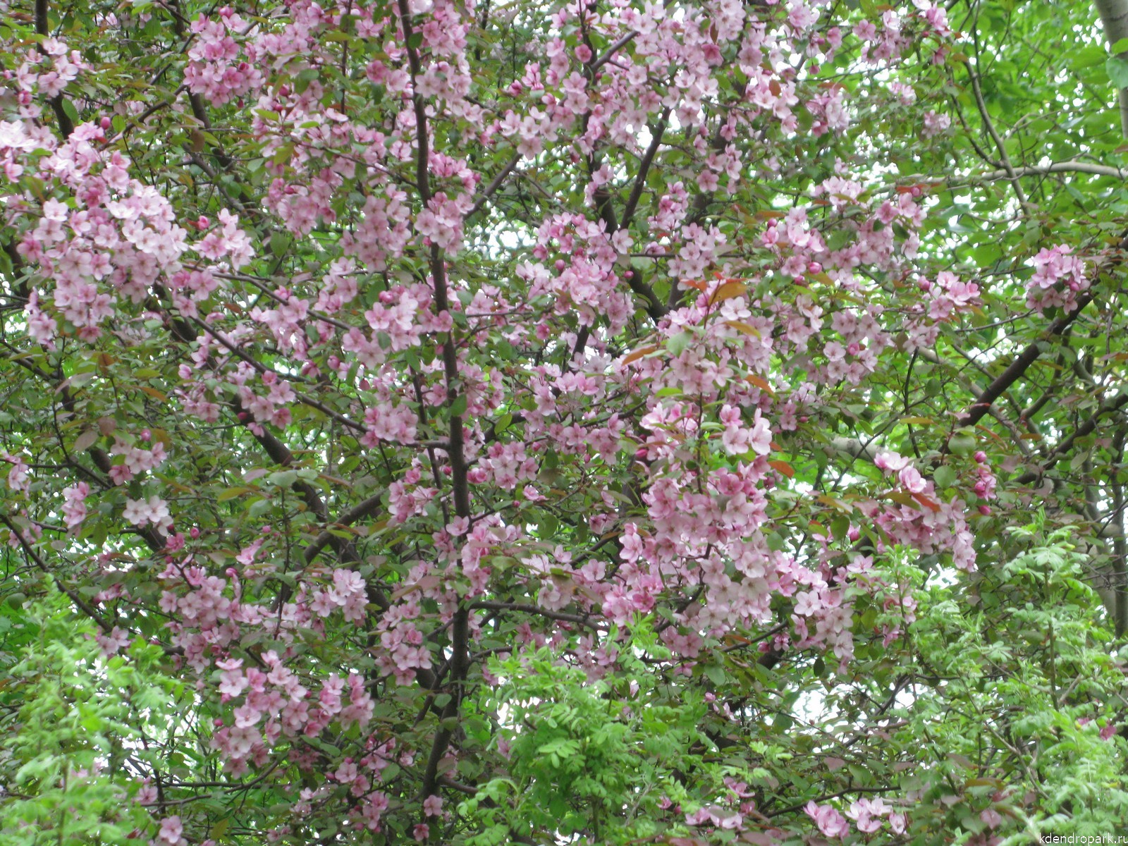 Яблоня Недзвецкого цветение