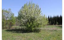 Груша уссурийская