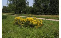 Дрок красильный