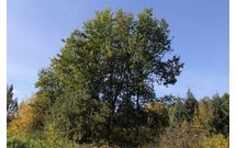Дуб черешчатый (летний, обыкновенный, английский)