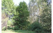 Клен остролистный (платановидный)
