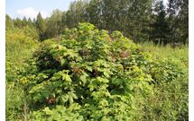 Малина душистая (малиноклён)