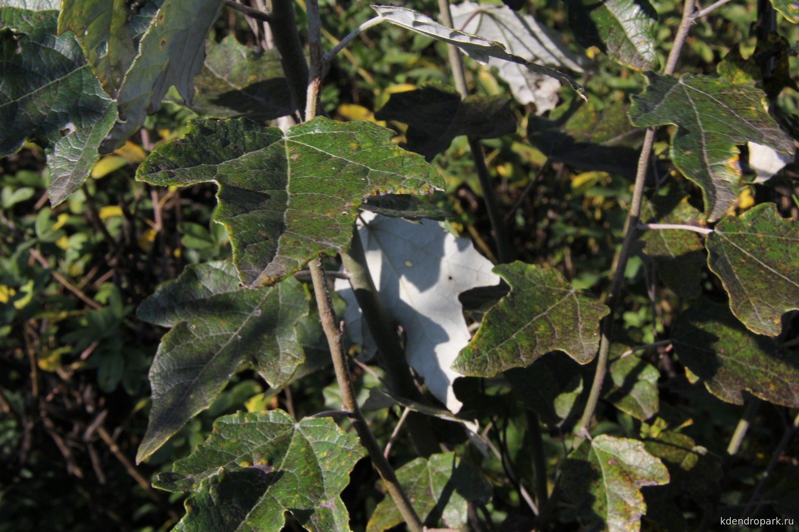 Populus Alba листья