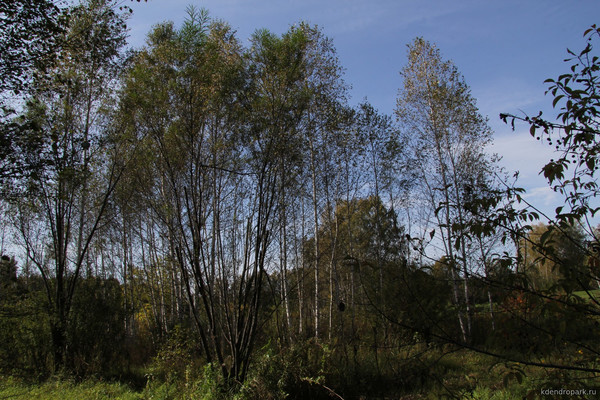 Чозения толокнянолистная (арбутолистная; кореянка)