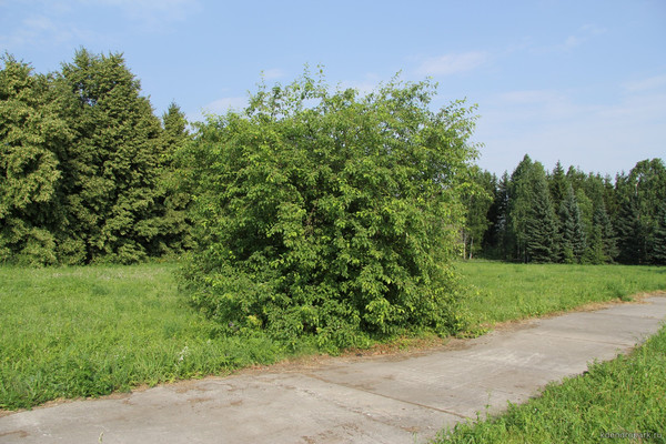 Яблоня сибирская (ягодная; ранетки)